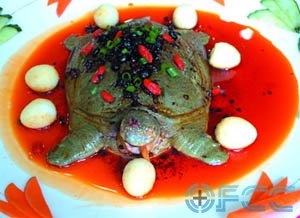 炖海龟肉